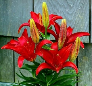 Red Asiatic lily - Red - Large Pack! - 15 pcs.