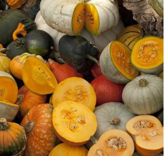 Græskar - mix  - Cucurbita maxima  - frø