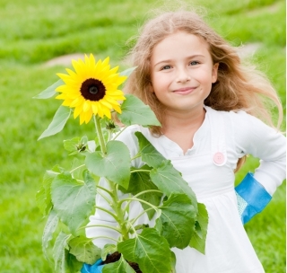 Laste mängulised päevalillid - Helianthus annuus - seemned