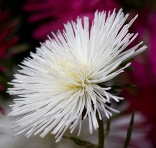 Callistephus chinensis - 450 semillas - Beata