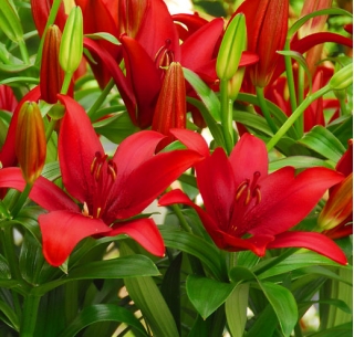 Red Asiatic lily - Red - Large Pack! - 15 pcs.