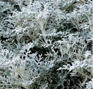 डस्टी मिलर बीज - सिनेरिया मैरिटिमा - 380 बीज - 