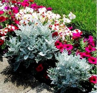 डस्टी मिलर बीज - सिनेरिया मैरिटिमा - 380 बीज - 