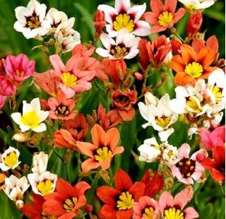 ספרקסיס, תערובת פרחים בהארלקין - 20 בצל - Sparáxis