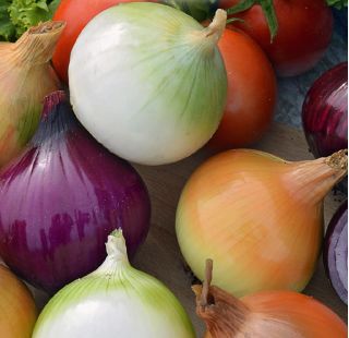 Keltasipuli -  seos - siemennauha - Allium cepa L. - siemenet