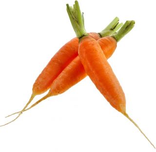 गाजर "ओलंपस" - देर से, फ्लाकी किस्म - 4250 बीज - 