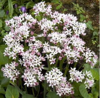 Allium Cameleon - 5 لامپ