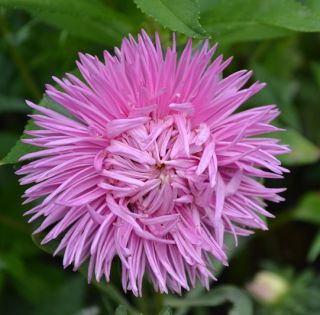 Callistephus chinensis - 450 semillas - Figaro