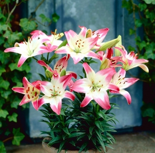 Liljesläktet Lollypop - Lilium Lollypop