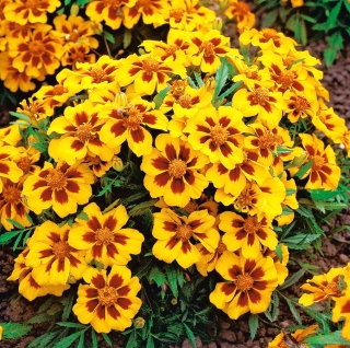 Бархатцы мелкоцветные - Pascal - 350 семена - Tagetes patula L.