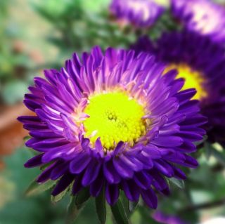 Callistephus chinensis - Iskra - 450 semillas - violeta