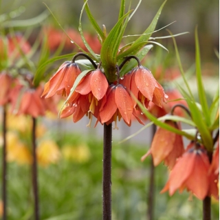 Vương miện hoàng gia - Beethoven; vương miện hoàng gia, vương miện của Kaiser - 