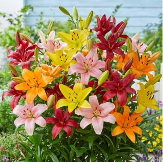 Lily mix - 30 buc - 