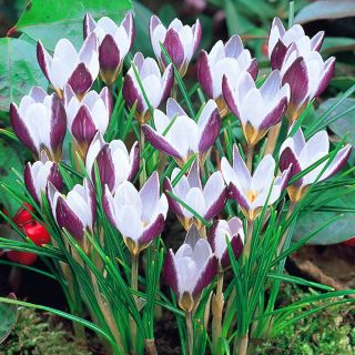 Crocus Lady Killer - 10 крушки