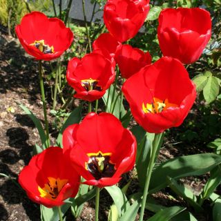 Tulpes Apeldorn - 5 gab. Iepakojums - Tulipa Apeldorn