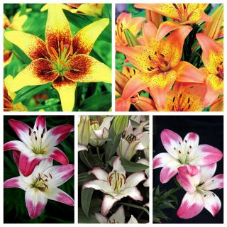 Bicolour lily – Set I – 15 pcs