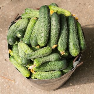 Огурец обыкновенный - Skaner -  Cucumis sativus - семена