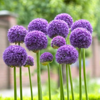 Allium Gladiator - umbi / umbi / akar