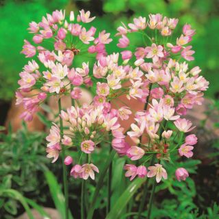 Tỏi hồng - gói lớn! - 200 chiếc - 