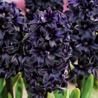 Hyasintslekta - Dark Dimension - Hyacinthus