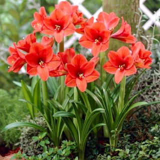 Hippeastrum - amarilis - Orange, berdaulat - 
