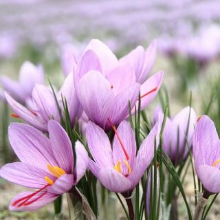 Crocus Sativus - pacchetto di 10 pezzi