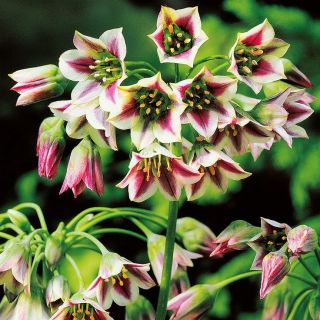 Allium siculum - pakket van 5 stuks