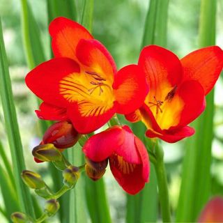 Freesia Single Red - 10 becuri