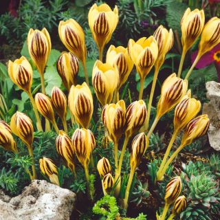 Cô gái Crocus Gipsy - 10 củ - Crocus Gipsy Girl