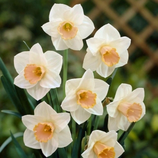 Narsissit - Salome - paketti 5 kpl - Narcissus