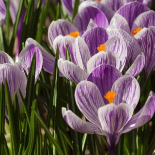 Цроцус Пицквицк - велики пакет! - 200 ком - 