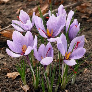 Crocus Sativus - pacchetto di 10 pezzi