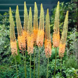 Eremurus himalaicus - Cleopatra