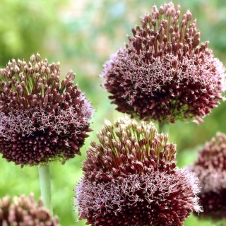 Allium Forelock - bebawang / umbi / akar