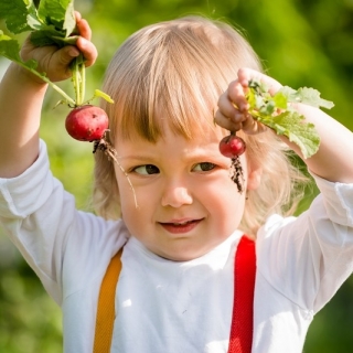 Laimingas sodas - Ridikėliai - 400 sėklos - Raphanus sativus