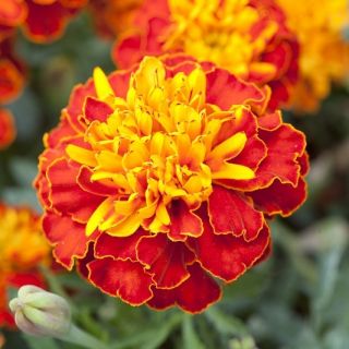 Tagetes patula -  Harmony - Tagetes patula L. - sementes