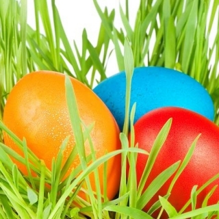 Harilik kaer - 800 seemned - Avena sativa