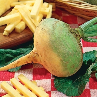 Kālis - Wilhelmsburger Sator Otofte - 3500 sēklas - Brassica napus L. var. Napobrassica