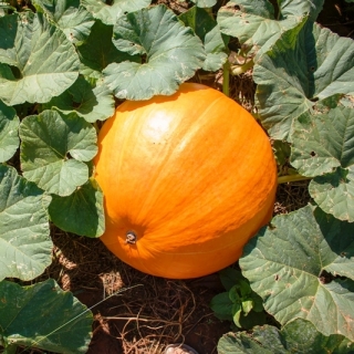 巨大カボチャ「カロウィタビス」 - Cucurbita maxima  - シーズ