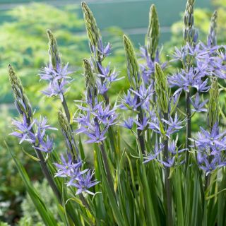 Camassia - blu - pacchetto di 2 pezzi