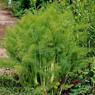 Harilik apteegitill - Magnafena - 200 seemned - Foeniculum vulgare Mill