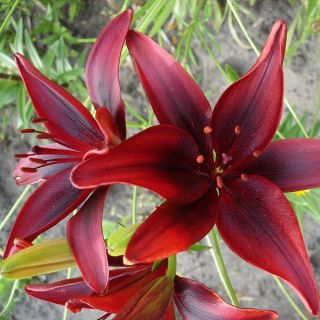 Lilium, Lily Mapira - bulb / tuber / rădăcină - Lilium Mapira