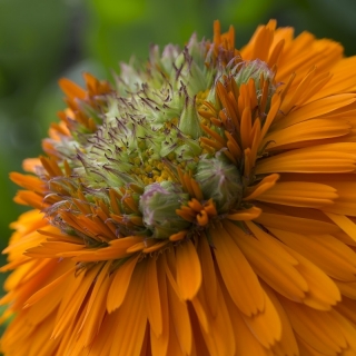 Ringelblume 'Greenheart'