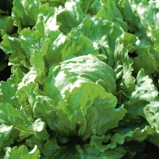 एम्बर लेटिष "ओलीम्प" - ट्रेक्टेड बीज - 990 बीज - 