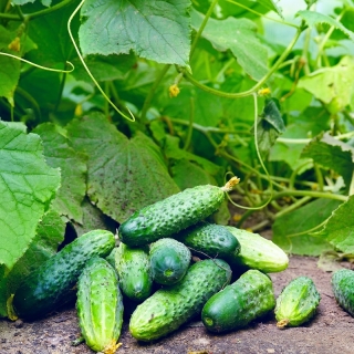 Огурец обыкновенный - Skaner -  Cucumis sativus - семена