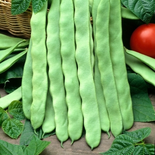 Pupas - Marconi a Grano Bianco -    Phaseolus vulgaris - Marconi a Grano Bianco - sēklas