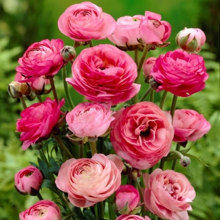 Ranunculus, Buttercup Pink - 10 bebawang
