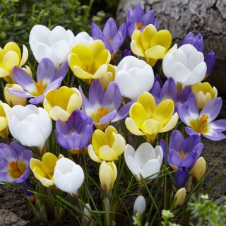 Сет од 3 сорте цроцуса: бела, љубичасто-бела и жута - 180 ком. - 