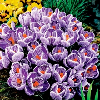 Crocus King of the Striped - Large Pack! - 200 pcs.