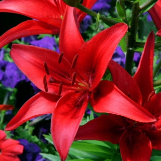 Red Asiatic lily - Red - Large Pack! - 15 pcs.
